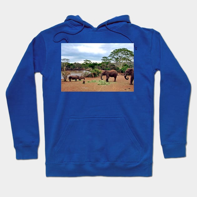 African Elephant White Rhinoceros South Africa Hoodie by AndyEvansPhotos